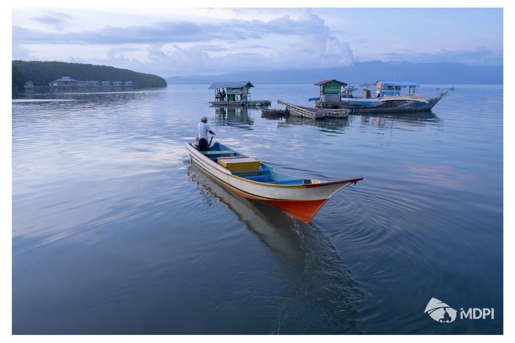 bodi nelayan tuna di Maluku Utara