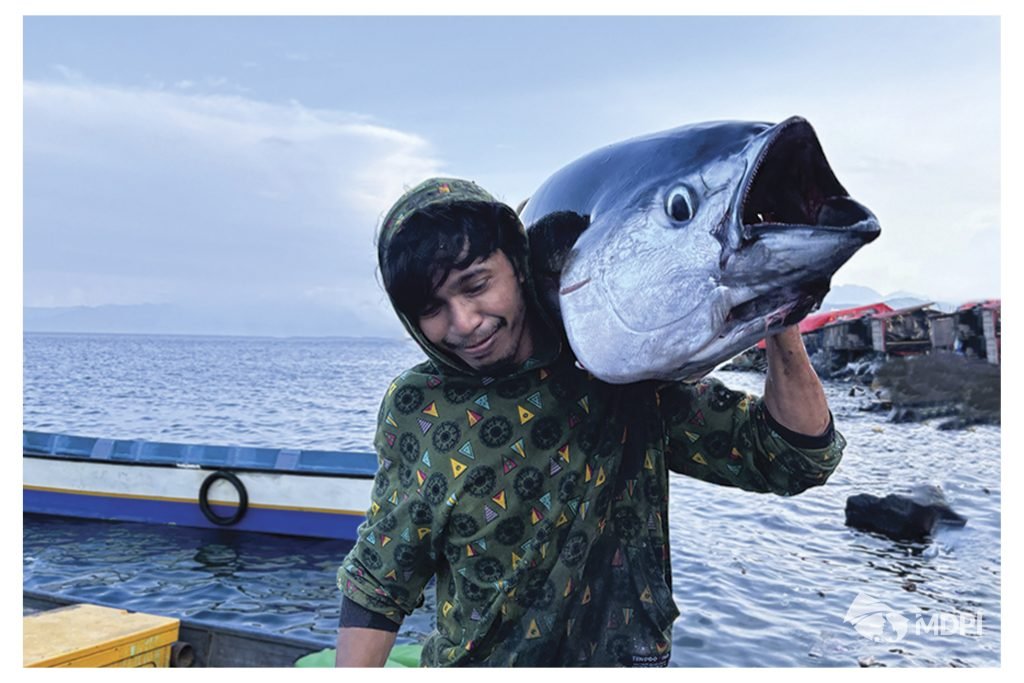 Nelayan tuna di Pangakalan 40, Kota Ternate, Maluku Utara mengangkat hasil tangkapannya